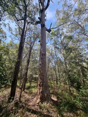 Eucalyptus carnea
