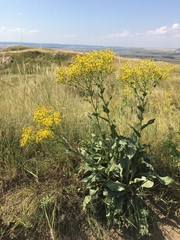 Senecio doria