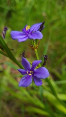 Aristea ecklonii