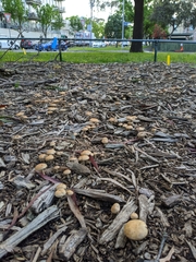 Agrocybe putaminum