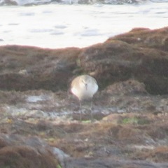Calidris alba