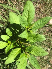 Phytolacca dioica