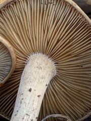 Agrocybe putaminum