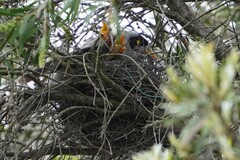 Manorina melanocephala