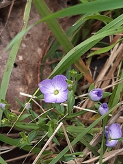 Veronica gracilis