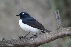 Rhipidura leucophrys