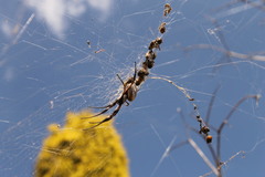 Trichonephila edulis