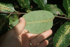 Corythucha associata