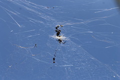 Trichonephila edulis