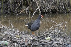 Gallinula tenebrosa