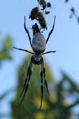 Trichonephila edulis