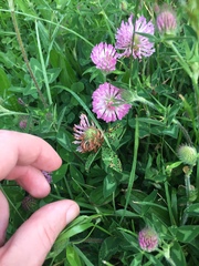 Pseudopeziza trifolii