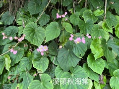 Begonia chitoensis