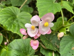 Begonia chitoensis
