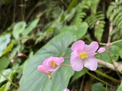 Begonia chitoensis