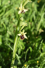 Ophrys sphegodes