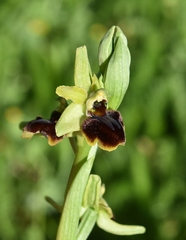 Ophrys sphegodes