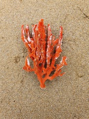 Clathria