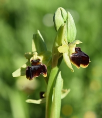 Ophrys sphegodes