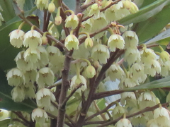 Elaeocarpus dentatus