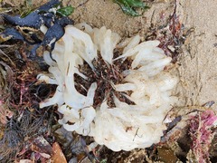 Sepioteuthis australis