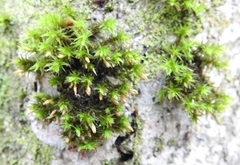 Lewinskya
