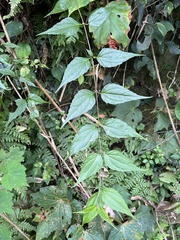 Eupatorium tashiroi