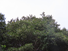 Elaeocarpus dentatus