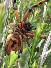 Neosparassus patellatus