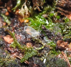 Euceraphis