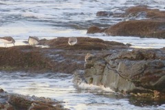 Calidris ruficollis