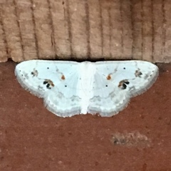 Scopula lautaria