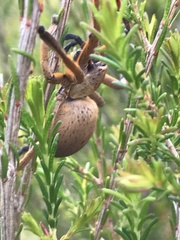 Neosparassus patellatus