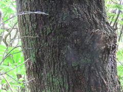 Elaeocarpus dentatus