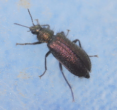 Dasytinae