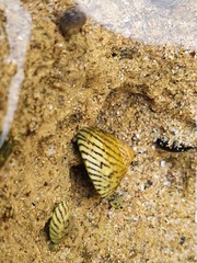 Bembicium nanum