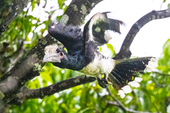 Bycanistes bucinator