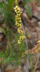 Lomandra obliqua