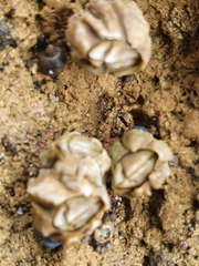 Chthamalus antennatus