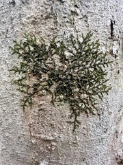 Frullania eboracensis
