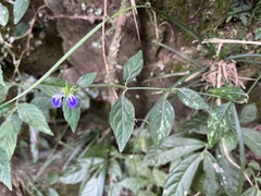 Rungia taiwanensis