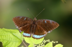 Tanaecia whiteheadi