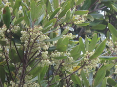 Elaeocarpus dentatus