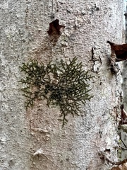 Frullania eboracensis
