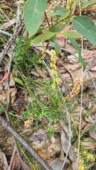 Lomandra obliqua