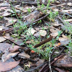 Gonocarpus tetragynus