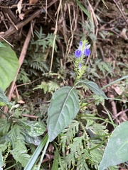 Rungia taiwanensis