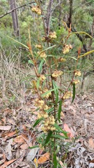Lasiopetalum ferrugineum