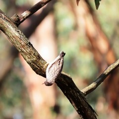 Daphoenositta chrysoptera