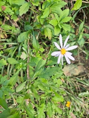 Aster yomena